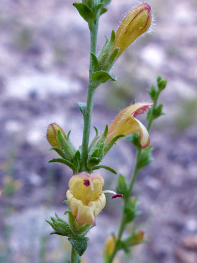 Rothrock's Penstemon; Keckiella rothrockii var rothrockii (Rothrock's penstemon), Cottonwood Lakes Trail, Sierra Nevada, California