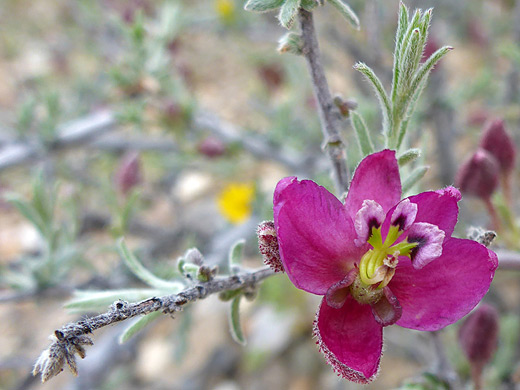 Littleleaf Ratany; Purple flower - krameria erecta along the Dome Trail in Big Bend Ranch State Park, Texas