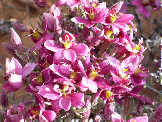 Flower cluster