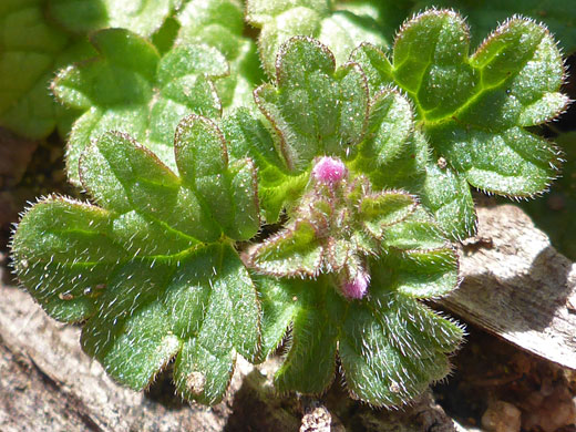 Hairy, lobed leaves