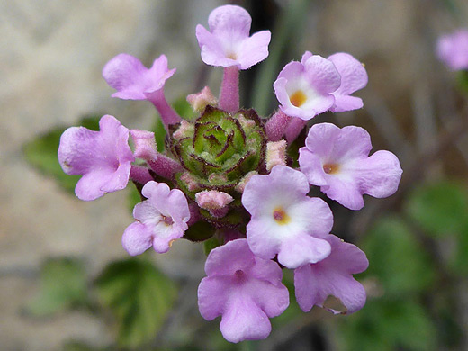 Brushland Shrub Verbena; Tiny pink flowers of lantana achyranthifolia, Cattail Falls Trail, Big Bend National Park, Texas