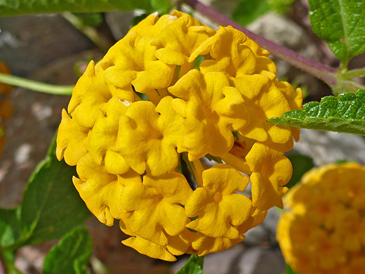 Wild Sage; Spherical cluster of lantana camara flowers - Mesa, Arizona