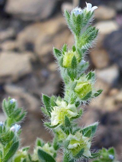 Var cupulata