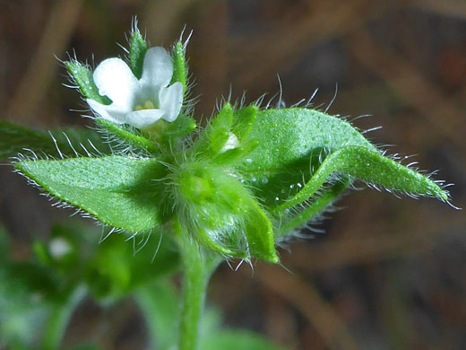 Western Stickseed; Western stickseed (lappula redowskii var redowskii), Hells Backbone Road, Utah