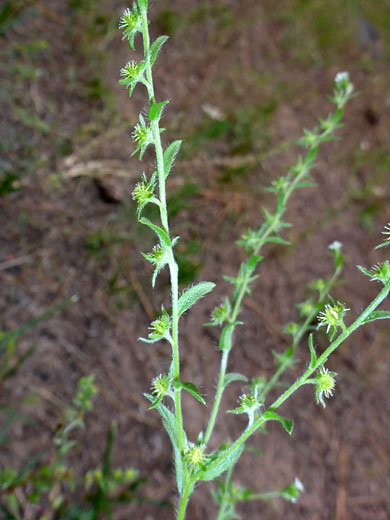 Slender stems
