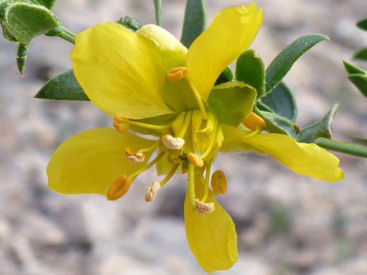 Creosote Bush; Yellow flower with five petals; larrea tridentata, Bristol Mountains, Mojave Trails National Monument, California