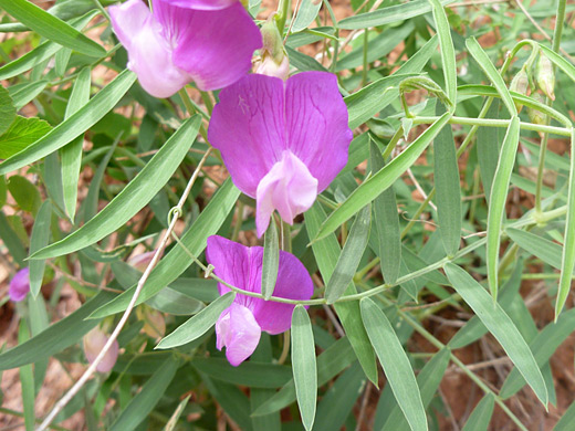 Bush Pea; Wide pink flowers of lathyrus brachycalyx ssp zionis, bush pea - along the Kayenta Trail in Zion National Park