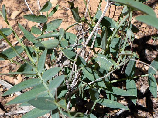Pinnate leaves
