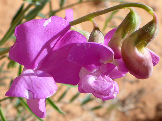 Flower cluster