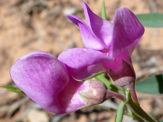 Two flowers