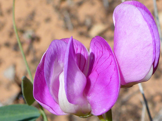 Broad petals
