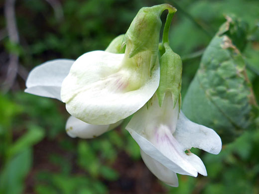 Aspen Pea; Aspen pea (lathyrus laetivirens), Rattlesnake Creek Trail, Cedar Breaks National Monument, Utah