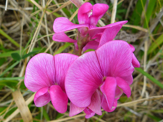 Small group of flowers