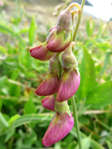 Buds