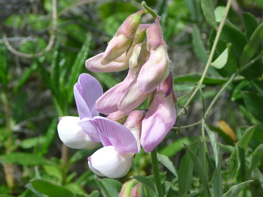 Pacific Pea; Flowers and buds of Pacific pea (lathyrus vestitus), along the trail to Gaviota Peak in Gaviota State Park