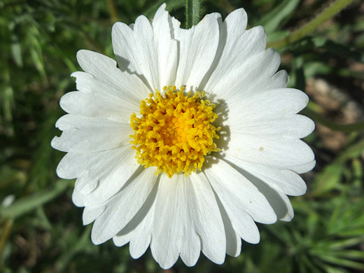 White Daisy Tidytips; Layia glandulosa flower with 13 petals - near Badger Springs, Agua Fria National Monument, Arizona