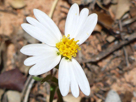 Four white ray florets