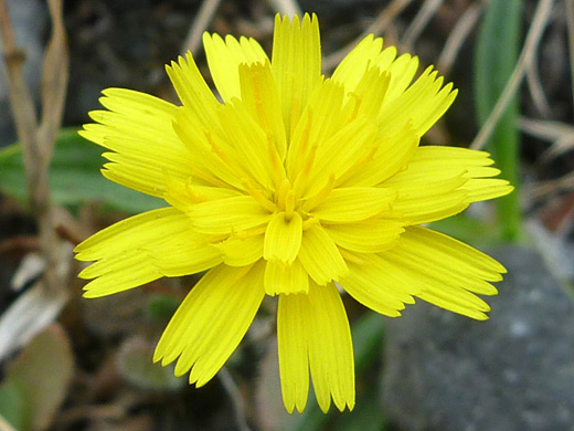 Lesser Hawkbit; Leontodon saxatilis, Sisters Rocks State Park, Oregon