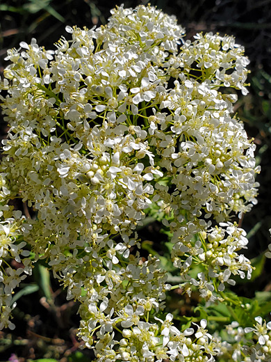 Hoary Cress; Hoary cress (lepidium draba), at the start of the Bear Creek Trail, Ouray, Colorado