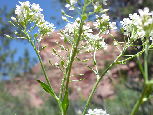 Mesa Pepperwort; White flowers and green seed pods of lepidium eastwoodiae - Syncline Loop Trail, Canyonlands National Park, Utah