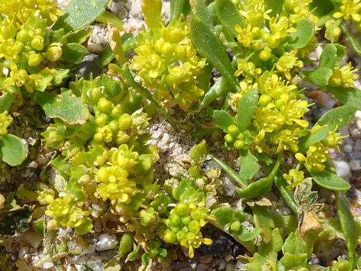 Yellow Pepperweed; Leaves, buds and flowers; lepidium flavum, Hagen Canyon, Red Rock Canyon State Park, California