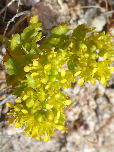 Greenish-yellow flowers