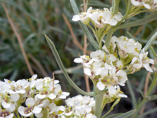 Desert Alyssum; Lepidium fremontii, Red Rock Canyon State Park, California