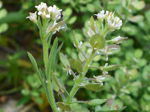 Two flowering stems