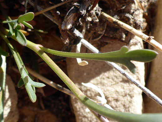 Slender, lobed leaves
