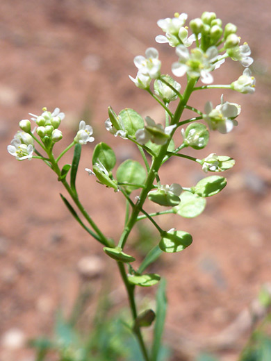 Virginia Pepperweed; Flowers and pods; lepidium virginicum, Parsons Trail, Sycamore Canyon, Arizona