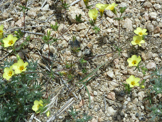 Flowers and stems
