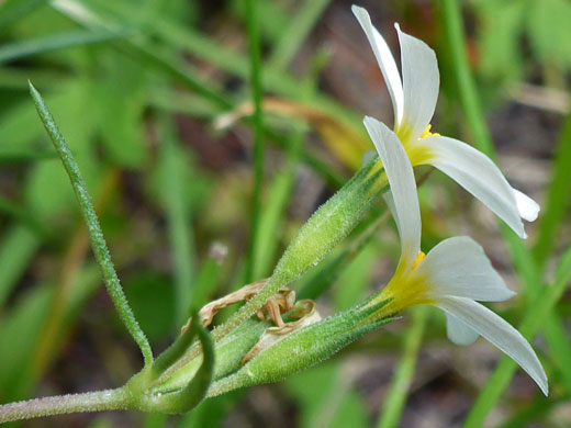 Nuttall's Linanthus; Nuttall's linanthus, Sand Creek, Escalante, Utah