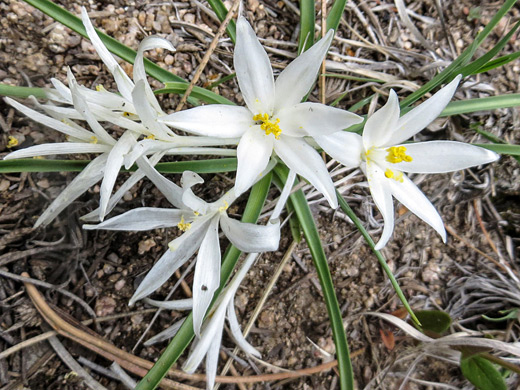 Star Lily; Large white flowers and linear green leaves - leucocrinum montanum at Denver Mountain Park, Evergreen, Colorado