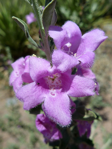 Texas Barometer Bush; Flower cluster - leucophyllum frutescens at the Desert Botanical Garden, Phoenix, Arizona