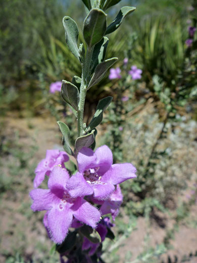 Texas Barometer Bush