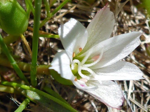 Nevada Bitterroot; Lewisia nevadensis (nevada bitterroot), South Lake Trail, Sierra Nevada, California