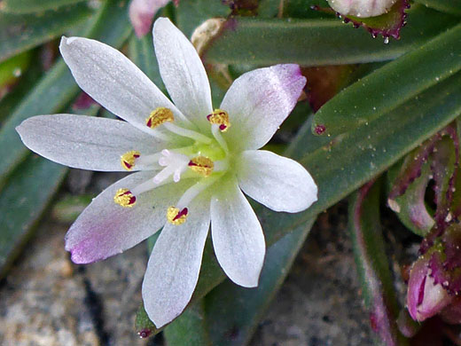 Alpine Lewisia; Lewisia pygmaea (alpine lewisia), Bishops Pass Trail, Sierra Nevada, California