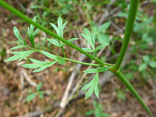 Stem leaf