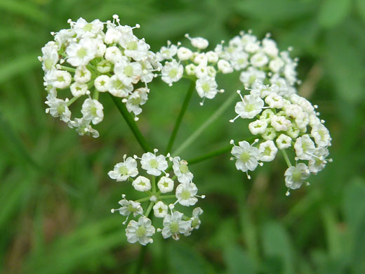 Gray's Lovage