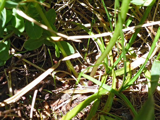 Slender-Leaf Lovage