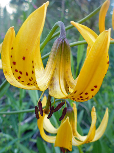 Kelley's Lily; Lilium kelleyanum (kelley's lily), Bishops Pass Trail, Sierra Nevada, California