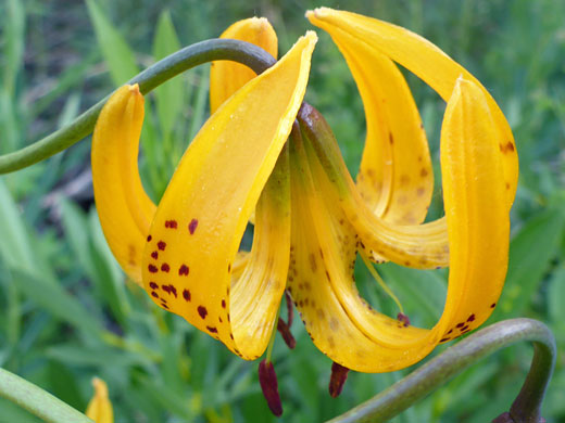 Kelley's Lily
