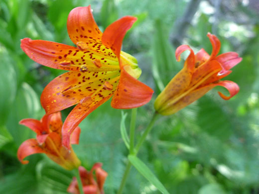 Orange-red flowers