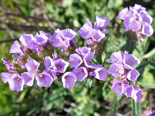 Wavy-Leaf Sea Lavender; Limonium sinuatum (wavy-leaf sea lavender), Sunset Cliffs, San Diego, California