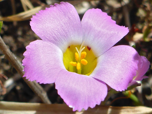 Fringed Linanthus; Linanthus dianthiflorus (fringed linanthus), Tidepools Trail, Cabrillo National Monument, California