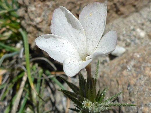 Granite Prickly Phlox; Granite prickly phlox (linanthus pungens), South Lake Trail, Sierra Nevada, California