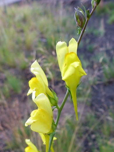 Flowering stem