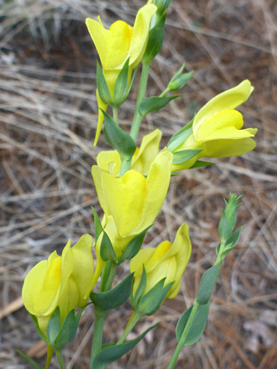 Hairless stem and calyces