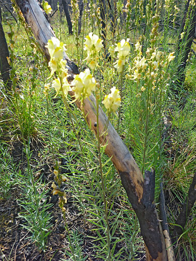 Common Toadflax
