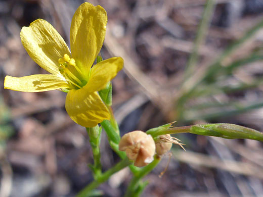 Southern Flax; Southern flax (linum australe), Fairyland Canyon Trail, Bryce Canyon National Park, Utah